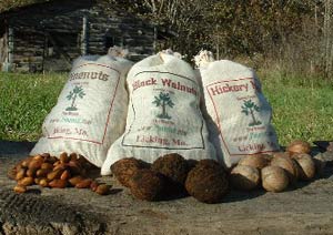 Wild harvested pine nuts, black walnuts, and hickory nuts from Pinenut.com