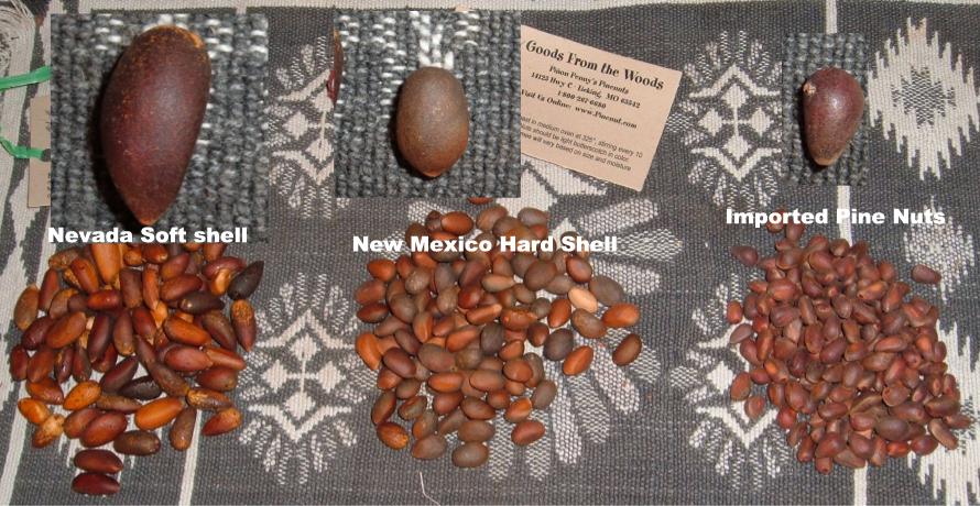 Different varieties of pine nuts: Soft Shell Pinon Pinus Monophylla from Nevada, Hard Shell Pinyon Pinus Edulis from Mexico, and imported pine nuts.>


<H2>NEVADA PINYON NUTS (Single-leaf pinon, Pinus monophylla)</H2>
<P>Great Basin Pinyon Pine nuts are enjoyed for their fresh sweet, fruit like taste, extreemly large pine nut meats and the soft shell. Also called, Nevada Pinyons these nuts are extreemly large with a shell that easily cracks with a snap from your finger and thumb. Great Basin Soft shelled Pinyon nuts have a much greater ratio of nut meat to shell than any other species and it is the pine nut for people seeking 