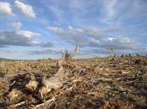 Pine nut forest destroyed by American government in 2005. Spruce Mountain, Nevada