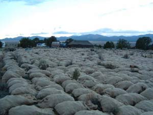 Wild American pine nuts harvest in bags