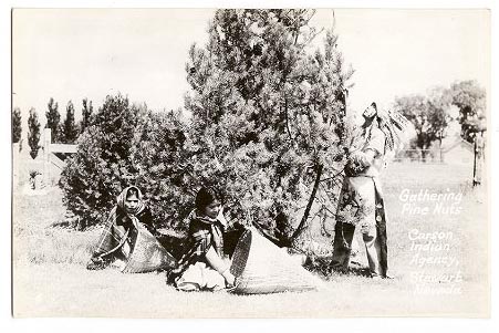 Native American's history of pine nuts