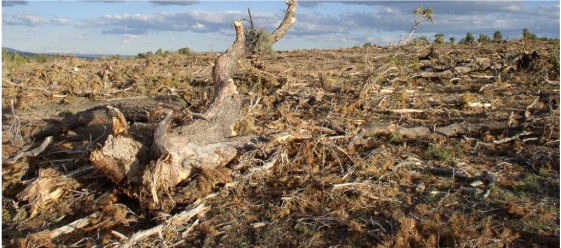 Pine nut forest destroyed by the government in 2005, Spruce Mountain, Nevada, BLM chaining