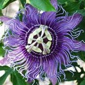 Passion flower. Image courtesy of University of Florida