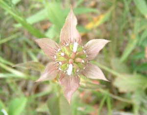 Ozark's rich biodiversity