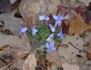 Spring flowers